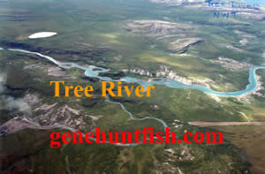 Tree River Picture